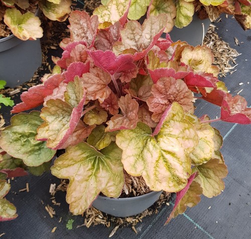 Heuchera hybrida apricot - hybrida, 'apricot'®