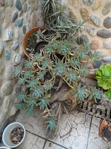 Boutures plantes façiles - boutures,