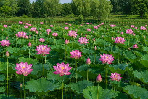 Nelumbo nucifera graines - nucifera,,