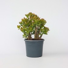 Arbre de jade - Crassula ovata
