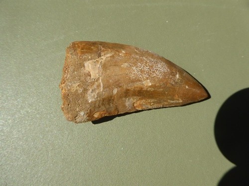 Dent fossilisee - fossilisee, de