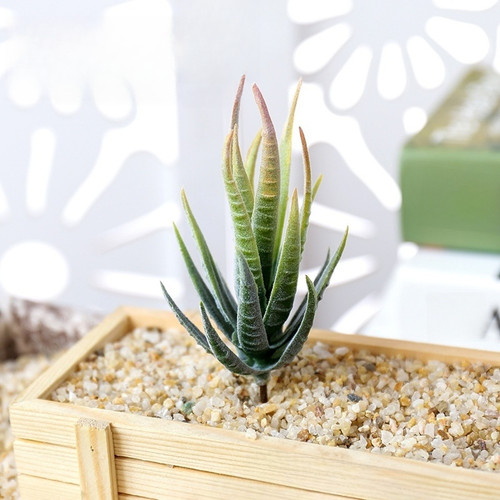 Fausse plante aloès pour - fausse, d'aloès