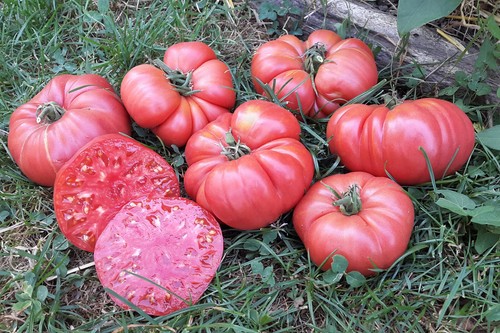Graines tomate rare - graines,