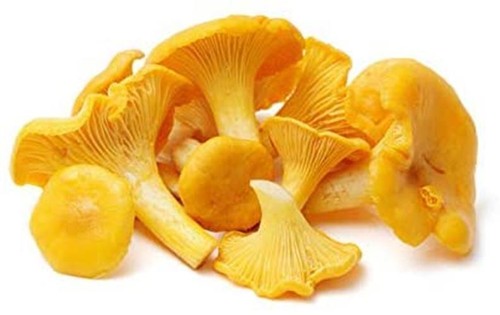 Chanterelle mushroom spores - mushroom,