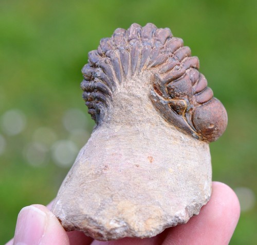 Trilobite crotalocephalina - trilobite,