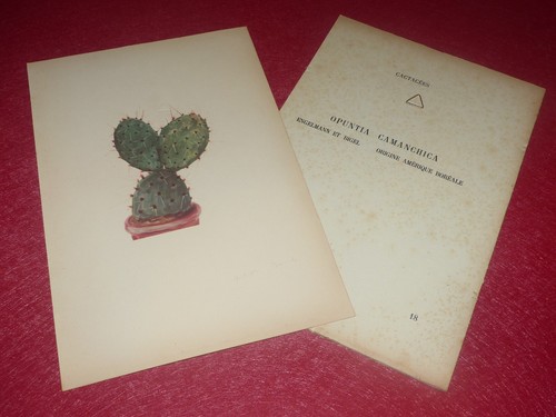 Botanical rock plants cactus - rock, &