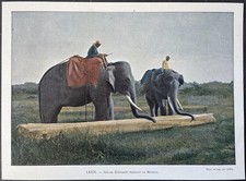 Ceylon Elephants Dragging a Photochrome Log c. 1890 by Charles Gillot