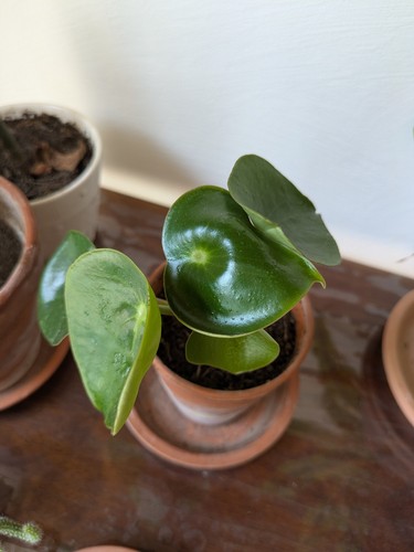 Plante pépéromia raindrop - pépéromia,