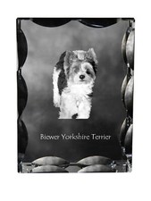 Biewer Yorkshire terrier cadre