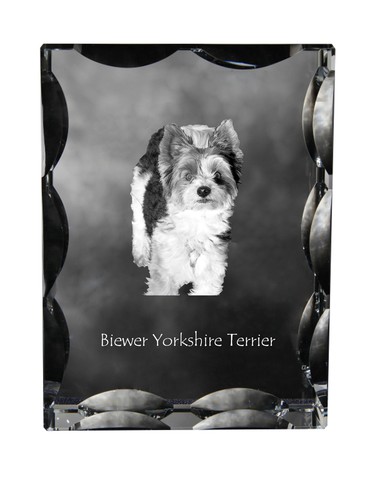 Biewer yorkshire terrier cadre - biewer,