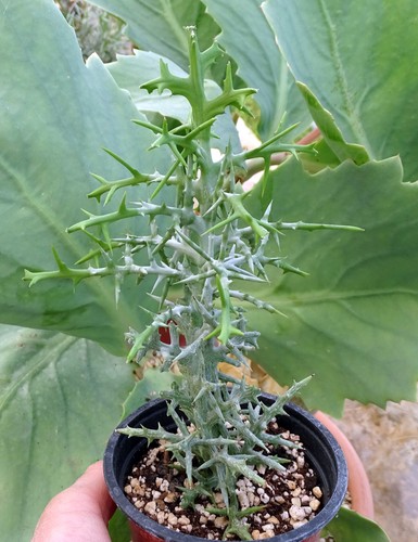 Euphorbia stenoclada adenium - euphorbia,