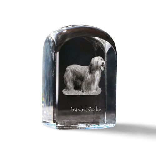 Collier bearded collie - collier,