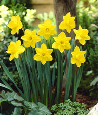 10 bulbes de Narcisse
