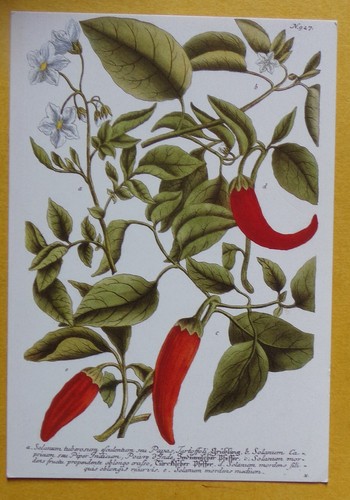 Th923b botanique herbier - cp,