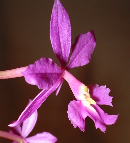 Epidendrum purple conteneur - /,
