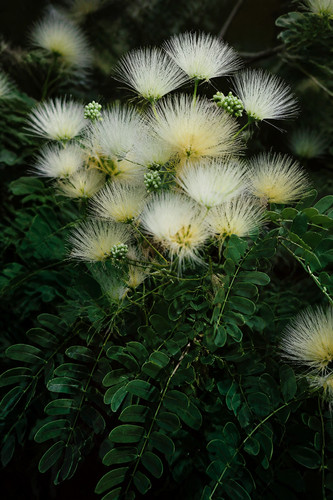 Albizia kalkora graines - albizia, 50