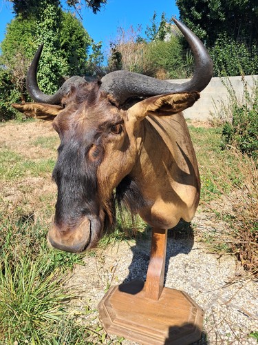 Taxidermie gnou bleu - de,
