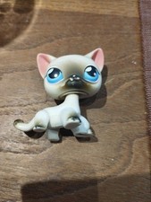 Petshop European Short Haired Siamese Cat Kitten 05