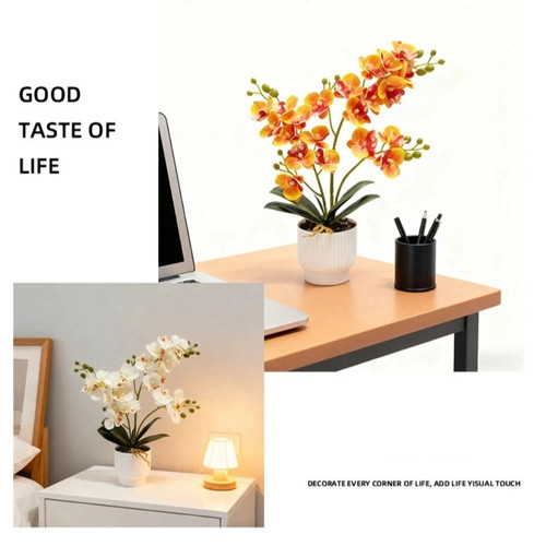 Orchidée papillon - orchidée,