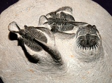 Trilobite Sur Matrix, 2