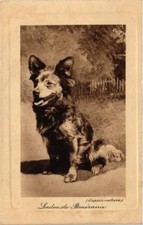 Old postcard AK Loulou of Pomerania Dogs (727796)
