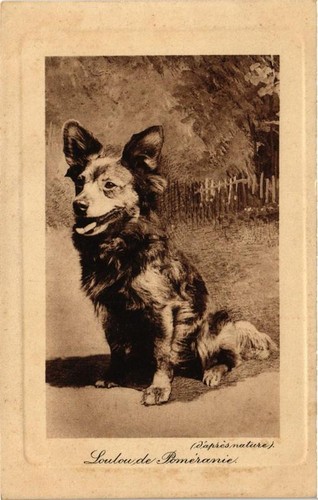 Cpa loulou poméranie - de,