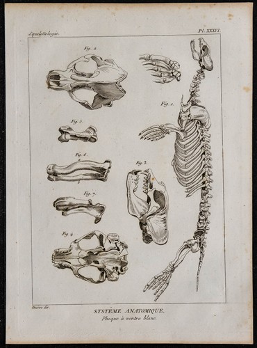 1825 squelette phoque - -, à