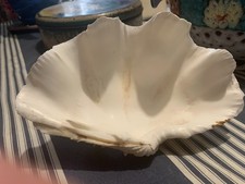 🌻🦚🦋🦢   coquillage