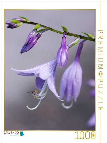 Puzzle calvendo fleurs hosta - puzzle, d'hosta