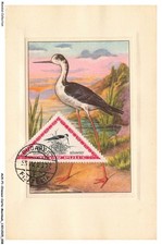 AUXP1-0005-BIRDS-MAP-MAXIMUM - WHITE STILT