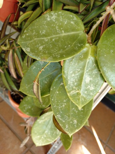 Hoya parasitica splash - hoya,