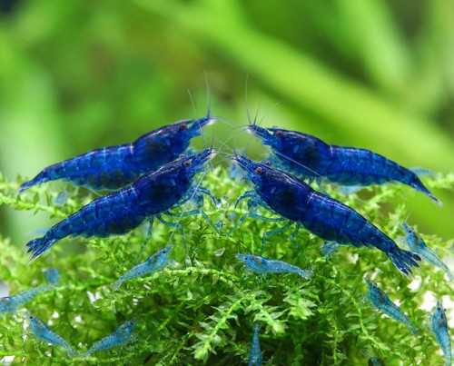 Lot crevettes blue - de, 10