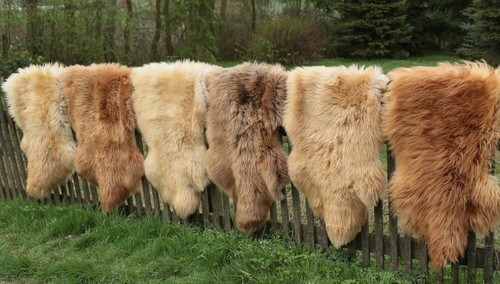 Peau mouton coburger - peau, de