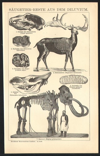 1897 gravure originale - 1897,