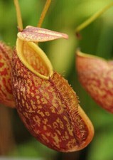 NEPENTHES GYMNAMPHORA - plante