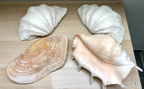 Coquillages collection lot - collection,