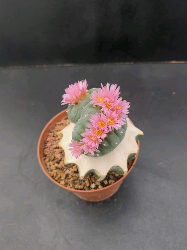 Ariocarpus frici f - ariocarpus,