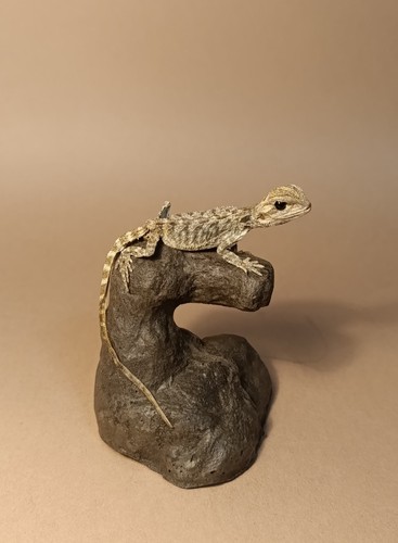 Taxidermy cabinet de - taxidermy,,
