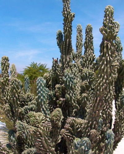 Cereus peruvianus monstruosus