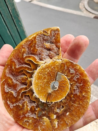 Fossile ammonite poli