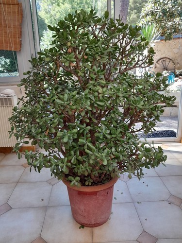 Grande plante pot - en, type