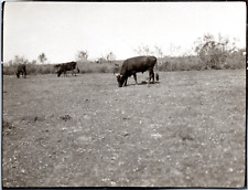 France, Camargue, Manade Baroncelli, 1913 Vintage Silver Print. Silver Print