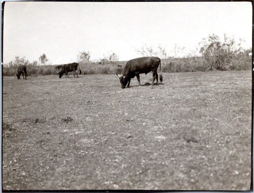 France camargue manade - france,,