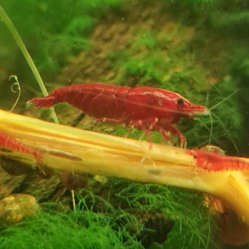 Lots 2 crevettes - +2,