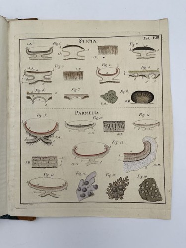 Lichenographia universalis in - lichenographia, universalis.