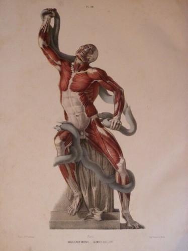 Fau anatomie corps humain art - anatomie,