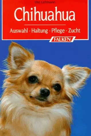 Chihuahua auswahl haltung - chihuahua.,