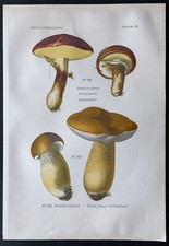 1891 - Planche couleur