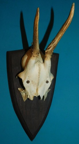 Ancien trophee chasse - trophee,