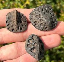 Florida Fossil Alligator Scutes Osteoderms LOT OF 3 Pleistocene Gator Reptile